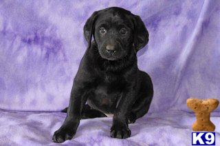 Labrador Retriever Puppies for Sale